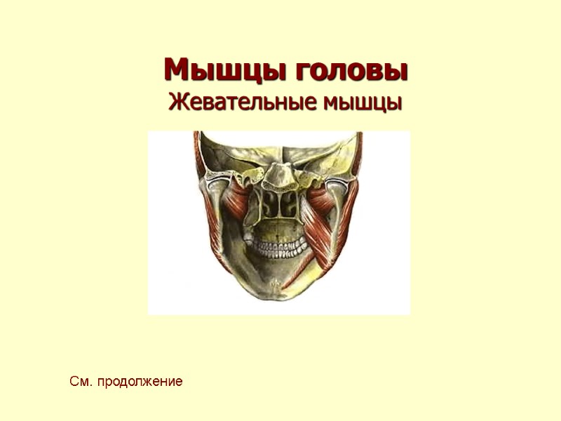 Мышцы головы Жевательные мышцы См. продолжение